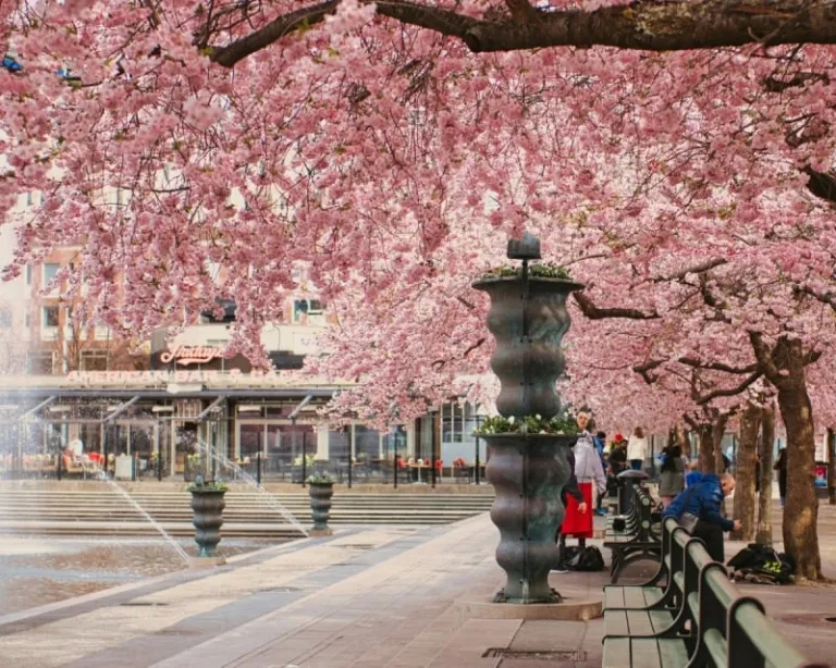 cherry blossoms outside of japan