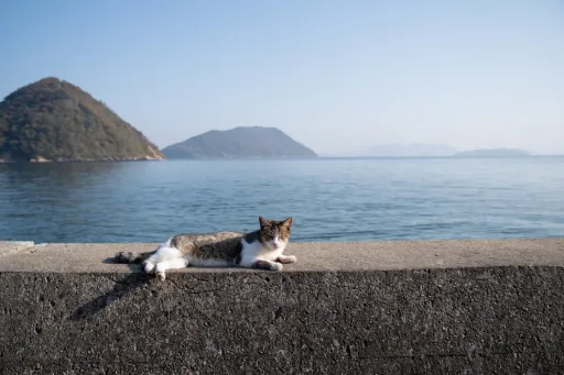 Image for article Where to Find the World’s Friendliest Street Cats