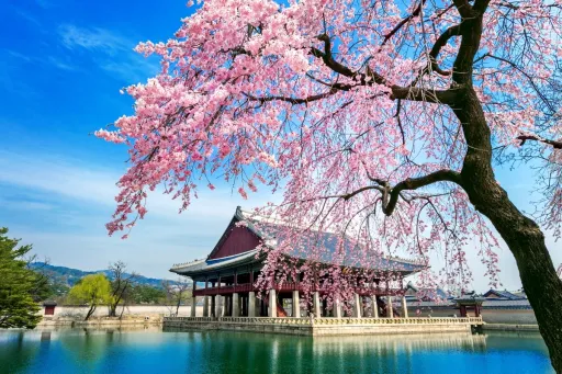 Image for article South Korea Cherry Blossoms 2026 Forecast: When and Where to Catch Them
