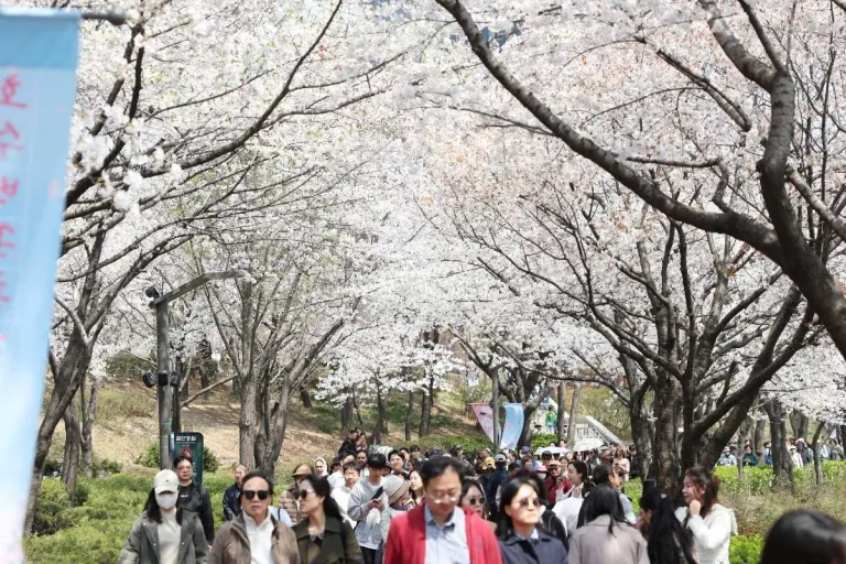 South Korea Cherry Blossoms 2026