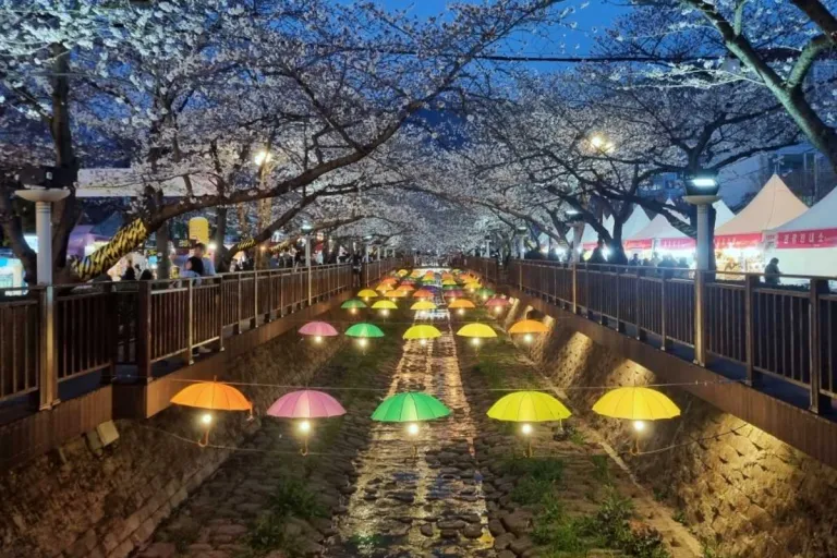 South Korea Cherry Blossoms 2026