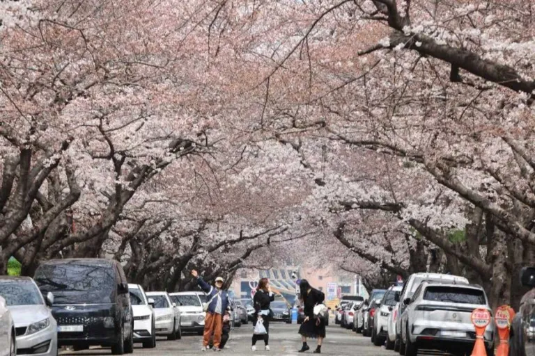 South Korea Cherry Blossoms 2026