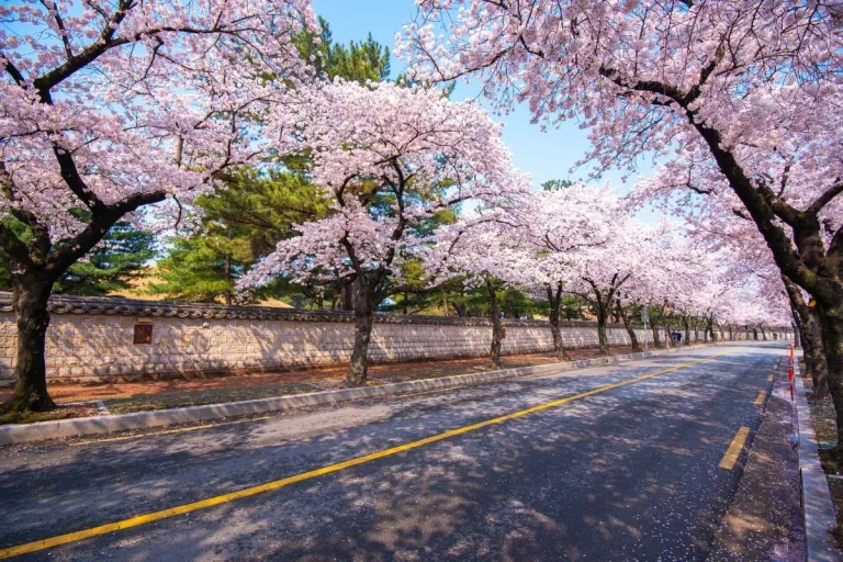 South Korea Cherry Blossoms 2026