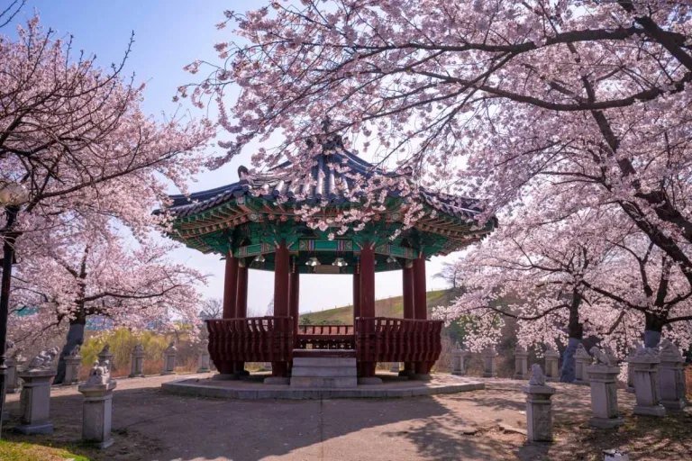 South Korea Cherry Blossoms 2026