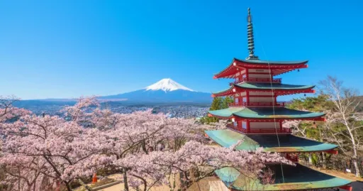 Image for article Mount Fuji Cherry Blossom Festival Cancelled Due to Overtourism Crisis