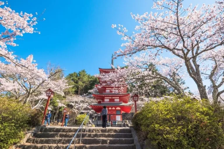 Mount Fuji cherry blossom