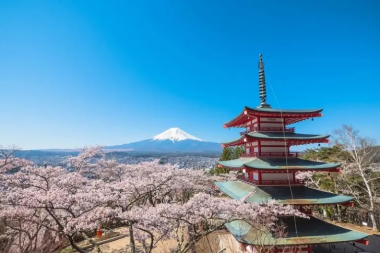 Mount Fuji cherry blossom
