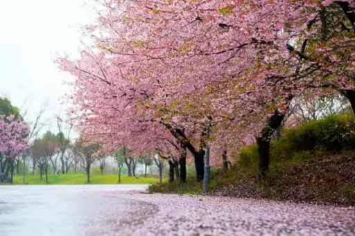 Image for article Where to See Cherry Blossoms in China This Spring
