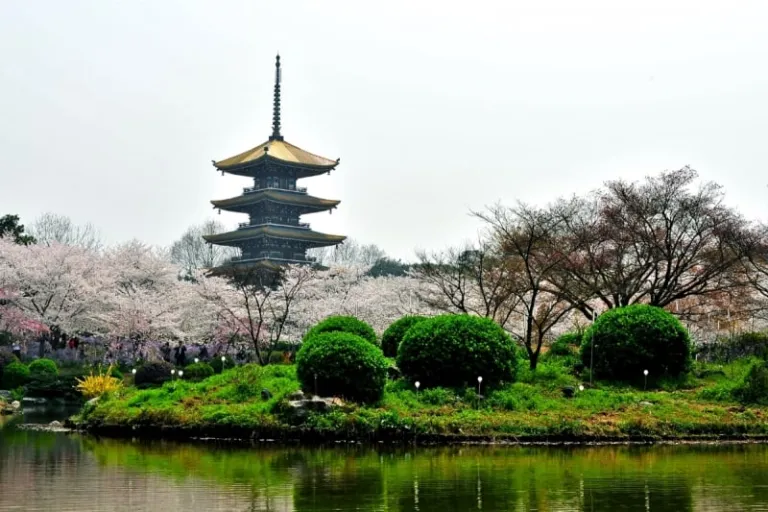 cherry blossoms in China