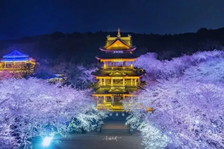 cherry blossoms in China