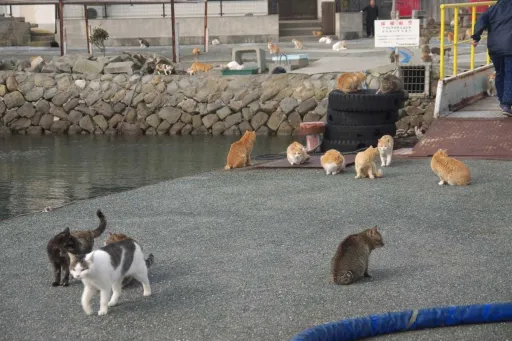 Image for article Ten Cat Islands Around The World If You Like Cats More Than Humans