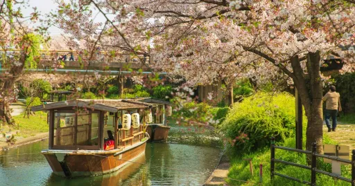 Image for article Japan Cherry Blossom 2026 Forecast: When & Where to See Sakura