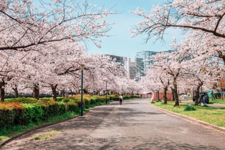 cherry blossom season japan 2026