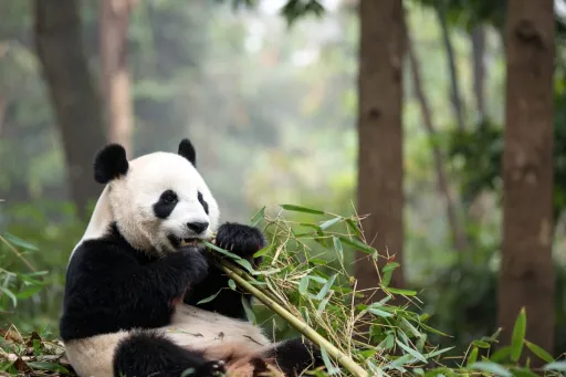 Image for article Animal Experiences in Asia To Get Close to Wildlife