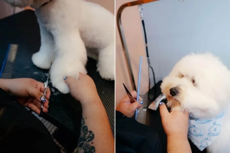 Cloud Pet Grooming and Spa Therapy