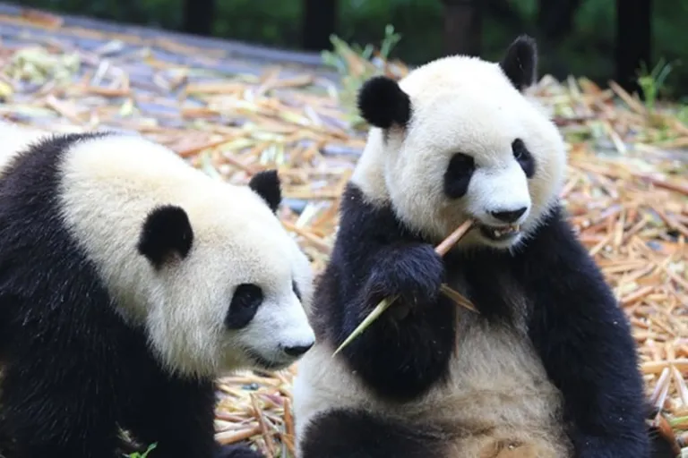  Chengdu Research Base of Giant Panda Breeding 