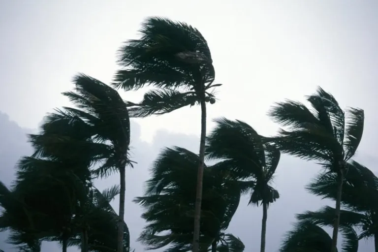 wind blowing palm trees