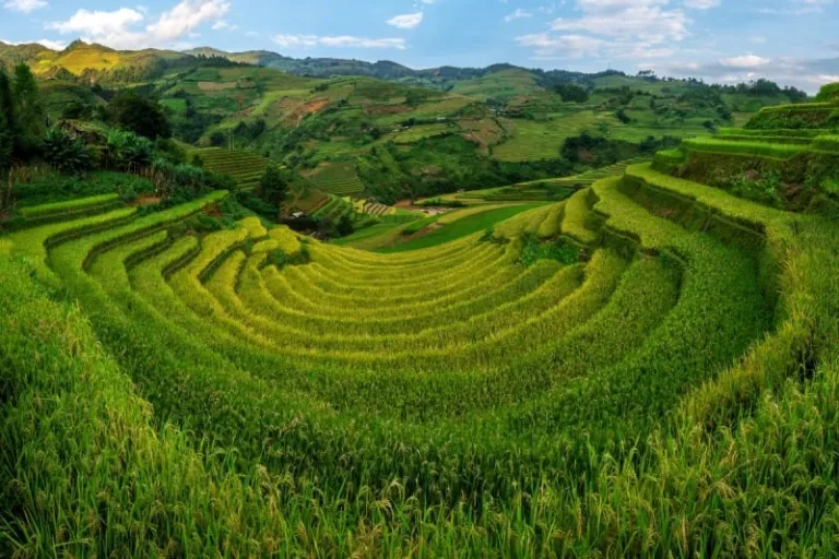 terraced rice field Vietnam