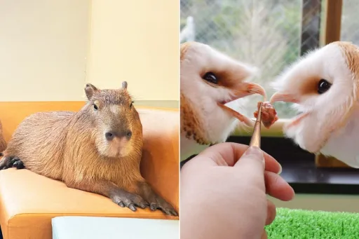 Image for article 9 Animal Cafes in Tokyo for Every Animal Lover