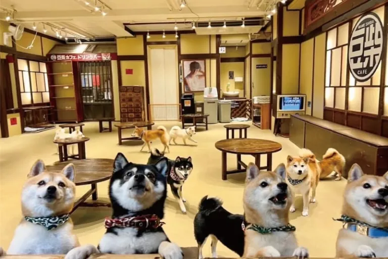 Harajuku Mame-Shiba Cafe