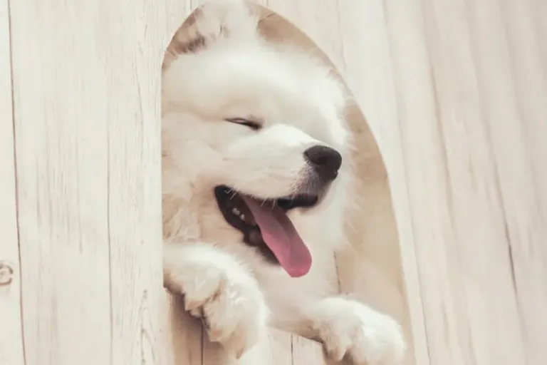 Samoyed Cafe Moffu Harajuku