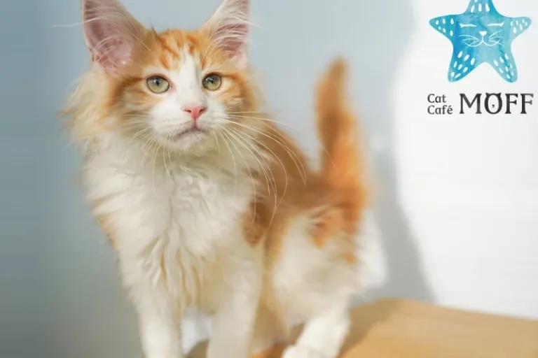 Cat Cafe MOFF Cute Cube Harajuku