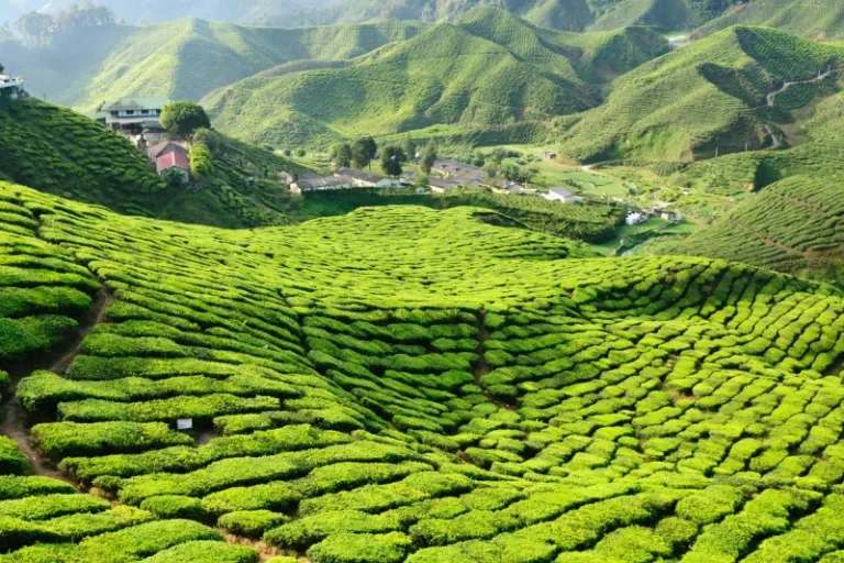 cameron highlands tea plantation