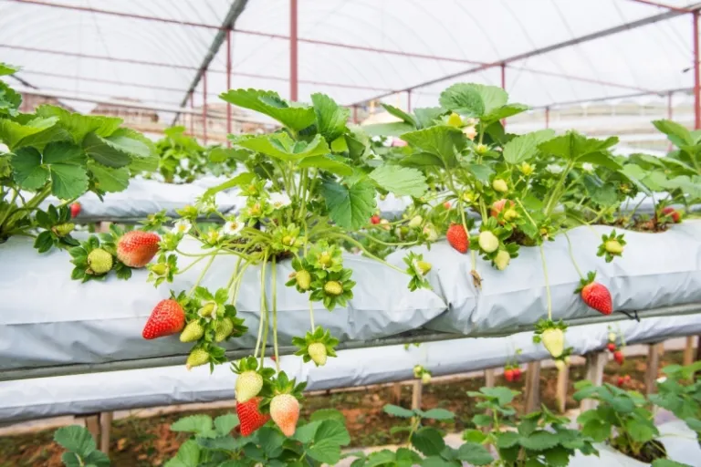 strawberry farm cameron highland