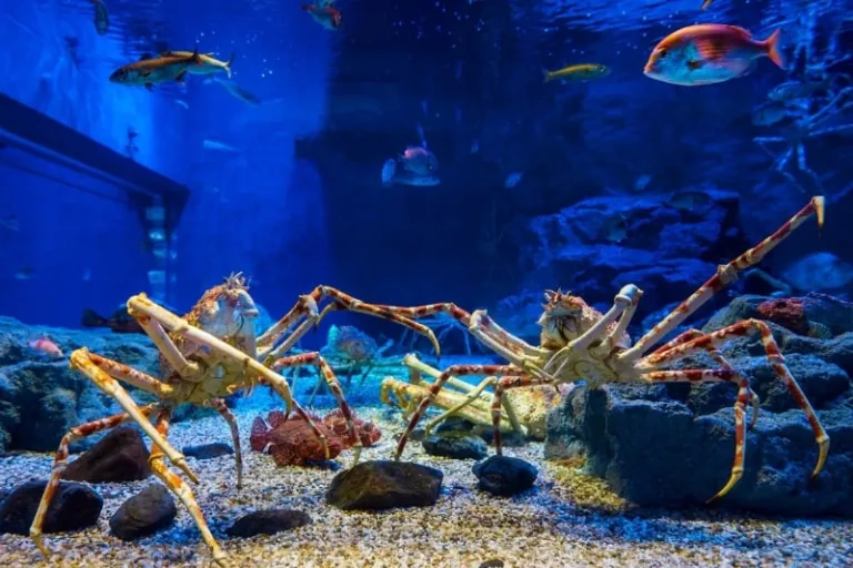 Osaka Aquarium Kaiyukan
