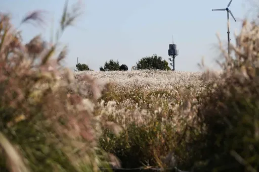 Image for article The Best Festivals and Events in South Korea This October 2025