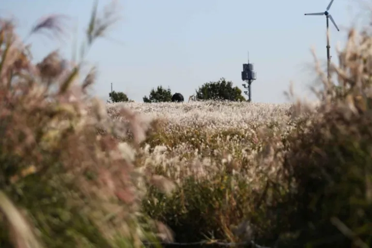 Seoul Silver Grass Festival