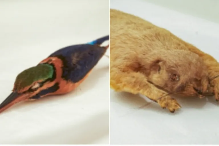 dinosuar science centre