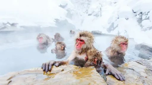 Image for article Top 8 Things to Do in Nagano for an Unforgettable Trip