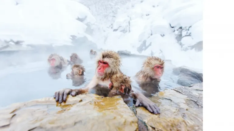 Jigokudani monkey park