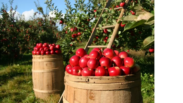 apple picking