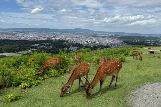 Image for article Nara Day Trip Itinerary: Top Things To Do For First-Time Visitors
