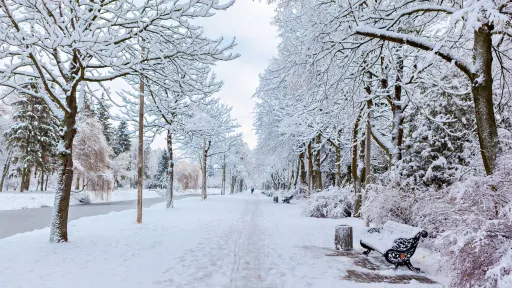 Image for article Rare Snow Hits New South Wales and Queensland