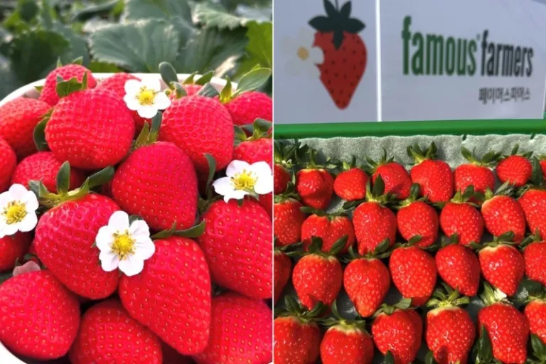 Strawberries in South Korea