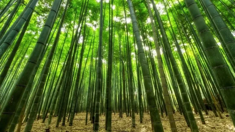 Arashiyama grove