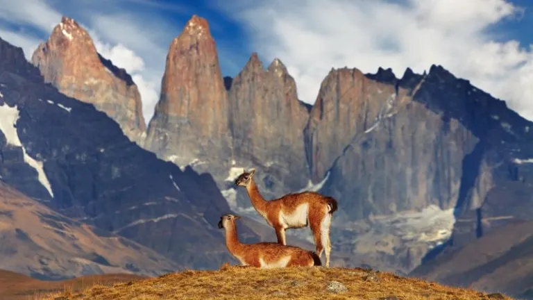 Guanaco in Torres del Paine
