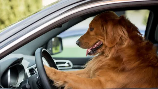 Image for article How to Take a Road Trip with Your Dog: Practical Tips, Safety Advice & Packing List