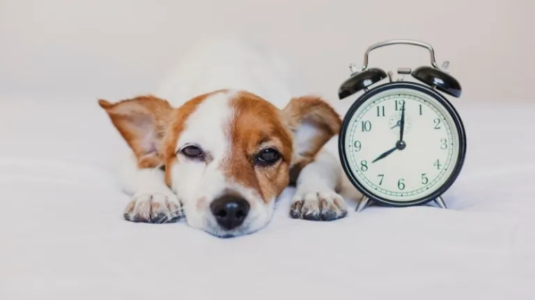 Dog lying next to an alarm clock