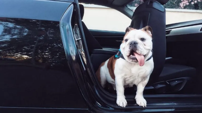 Dog waiting in car