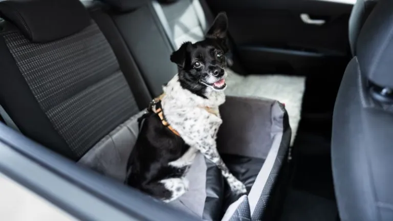 Dog in dog seatbelt
