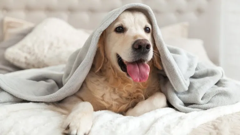 Dog with a blanket