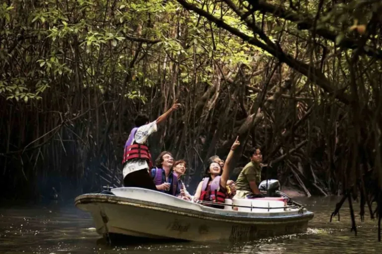 sebung mangrove tour bintan