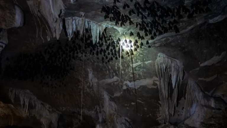 Bat cave in Langkawi