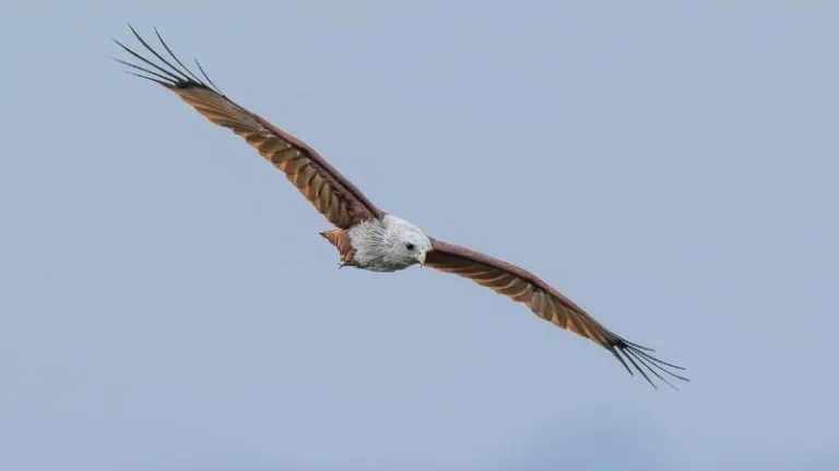 Brahminy kites