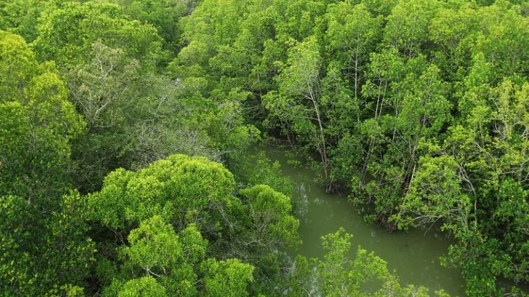 Kukup mangrove forest