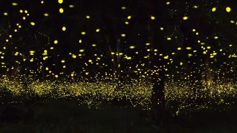 fireflies